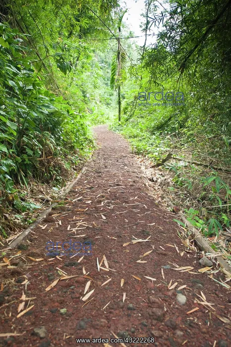 : St. Vincent and the Grenadines. Hiking trail : St. Vincent and the Grenadines. Hiking trail