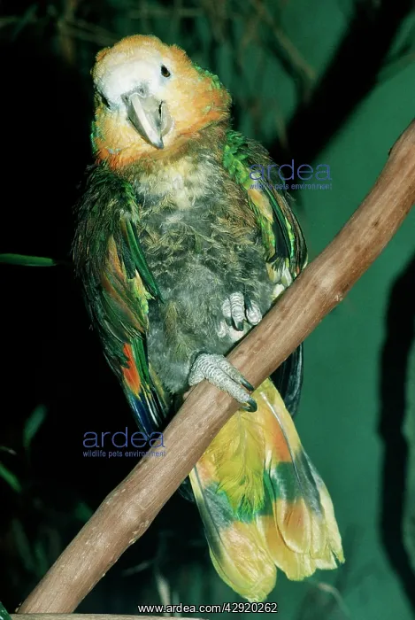 : St Vincent PARROT : St Vincent PARROT