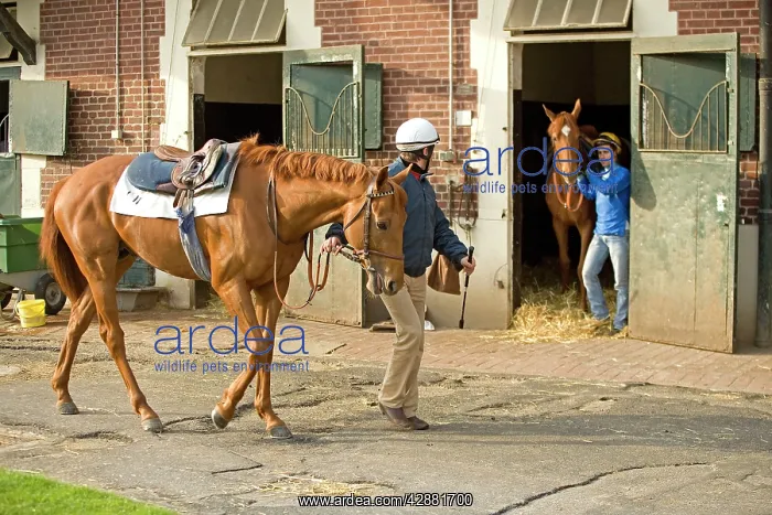: Stableyard - jockey leading horse by bridle : Stableyard - jockey leading horse by bridle