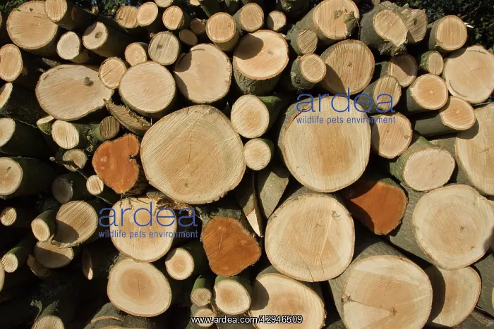 : Stack of freshly cut ash logs : Stack of freshly cut ash logs