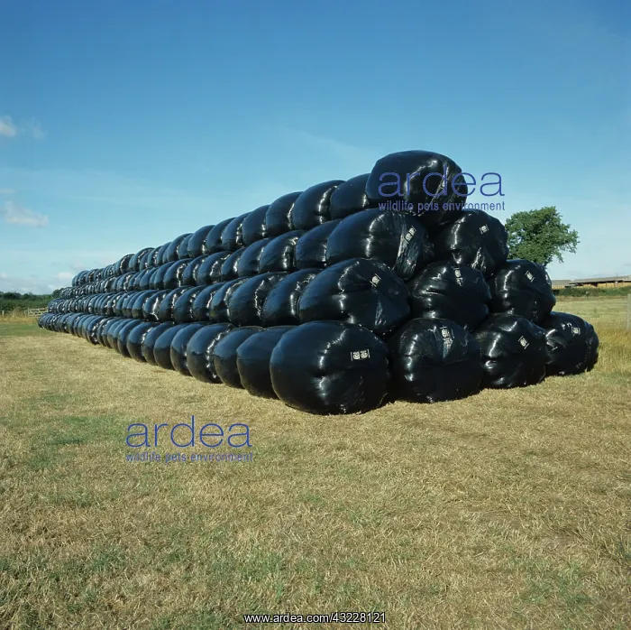 : Stack of round silage bales : Stack of round silage bales