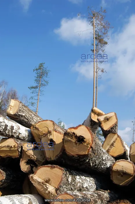 : Stacked Birch Logs - left on a logging site for : Stacked Birch Logs - left on a logging site for