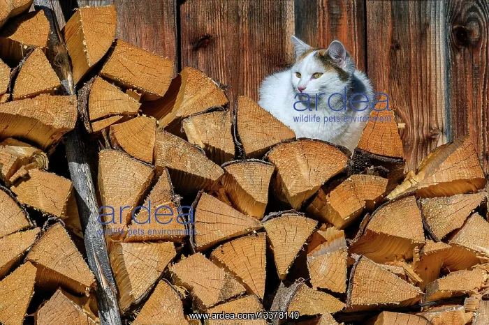 : Stacked firewood with felidae (Felis catus), Jungholz : Stacked firewood with felidae (Felis catus), Jungholz