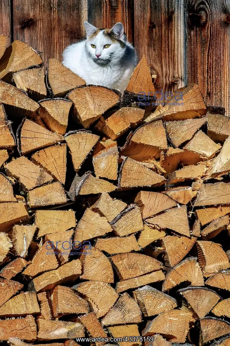 : Stacked firewood with felidae (Felis catus), Jungholz : Stacked firewood with felidae (Felis catus), Jungholz