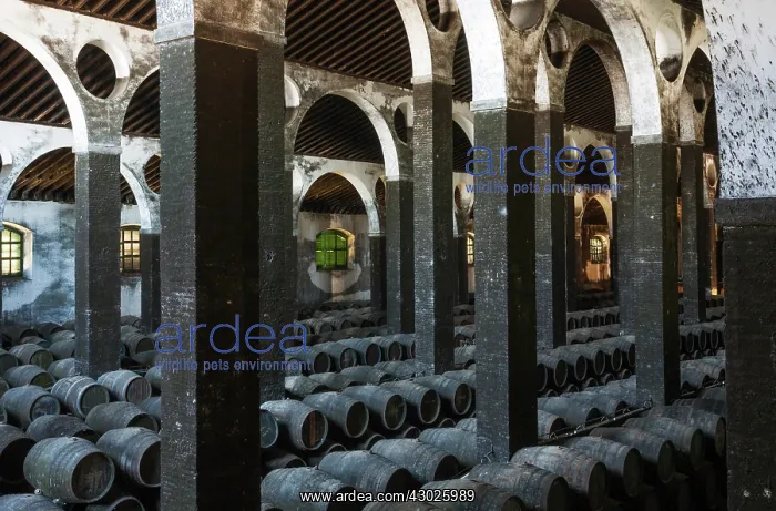 : Stacked oak barrels in the cellar La Catedral at the B : Stacked oak barrels in the cellar La Catedral at the B