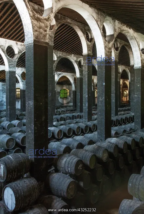 : Stacked oak barrels in the cellar La Catedral at the B : Stacked oak barrels in the cellar La Catedral at the B