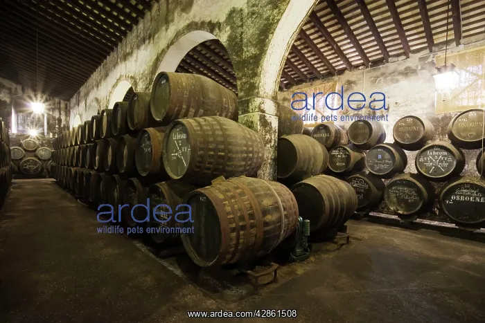 : Stacked oak barrels in one of the cellars at the : Stacked oak barrels in one of the cellars at the