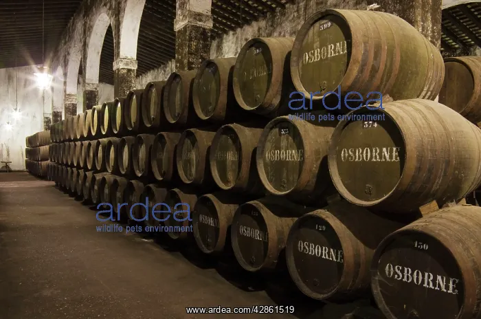 : Stacked oak barrels in one of the cellars at the : Stacked oak barrels in one of the cellars at the