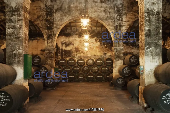 : Stacked oak barrels in one of the cellars at the : Stacked oak barrels in one of the cellars at the