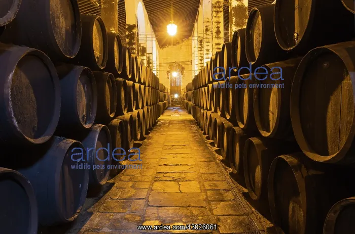 : Stacked oak barrels in one of the cellars at the Bodegas : Stacked oak barrels in one of the cellars at the Bodegas