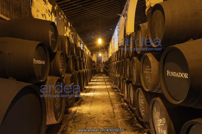 : Stacked oak barrels in one of the cellars at the Bodegas : Stacked oak barrels in one of the cellars at the Bodegas