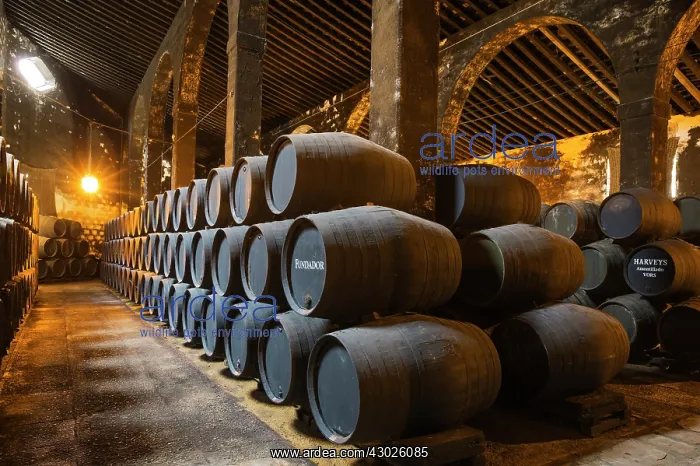 : Stacked oak barrels in one of the cellars at the Bodegas : Stacked oak barrels in one of the cellars at the Bodegas