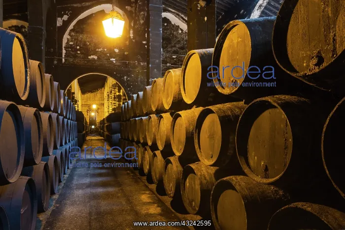 : Stacked oak barrels in one of the cellars at the Bodegas : Stacked oak barrels in one of the cellars at the Bodegas
