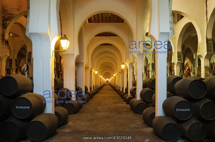 : Stacked oak barrels in the wine cellar La Mezquita at : Stacked oak barrels in the wine cellar La Mezquita at