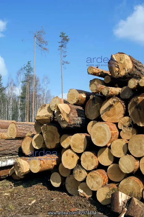: Stacked Pine Logs - left on a logging site for : Stacked Pine Logs - left on a logging site for
