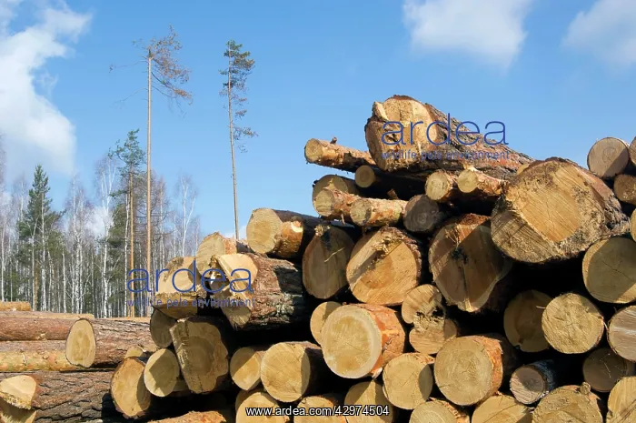  : Stacked Pine Logs - left on a logging site for