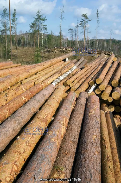 : Stacked Pine Logs - left on a logging site for : Stacked Pine Logs - left on a logging site for