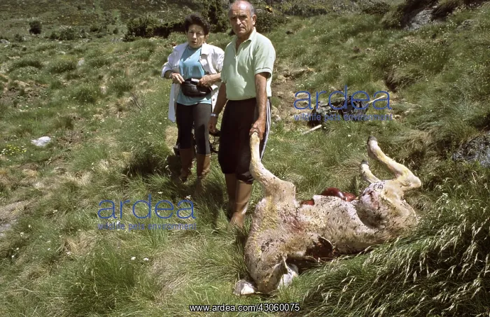  : Staff of bear tracking and dead calf Pyrenees France