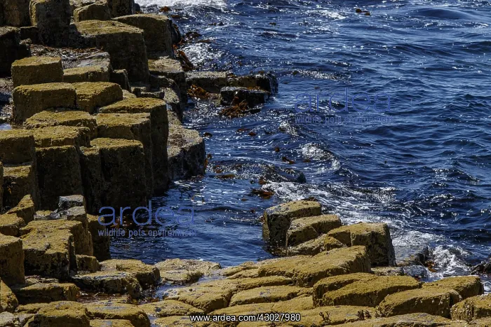: Staffa Island, volcanic island formed of basaltic : Staffa Island, volcanic island formed of basaltic