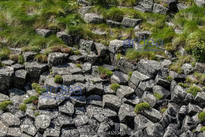 : Staffa Island, volcanic island formed of basaltic : Staffa Island, volcanic island formed of basaltic