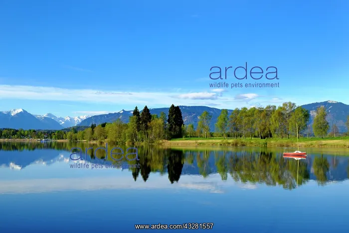 : Staffelsee, at back Karwendel Mountains, Uffing : Staffelsee, at back Karwendel Mountains, Uffing