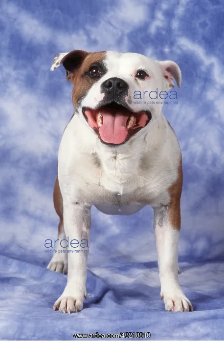 : Staffordshire Bull Terrier Dog : Staffordshire Bull Terrier Dog