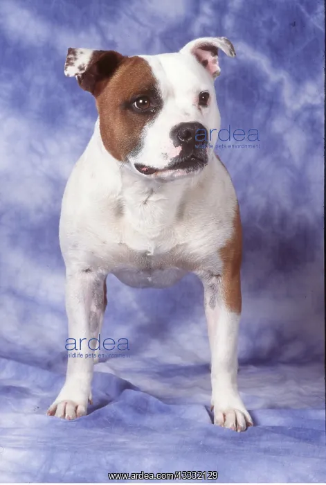 : Staffordshire Bull Terrier Dog : Staffordshire Bull Terrier Dog