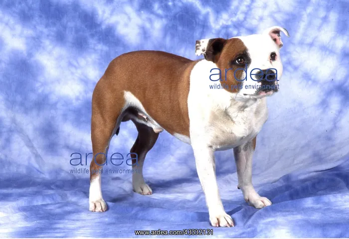 : Staffordshire Bull Terrier Dog : Staffordshire Bull Terrier Dog