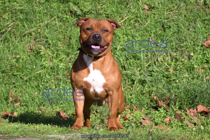 : Staffordshire Bull Terrier dog outdoors : Staffordshire Bull Terrier dog outdoors