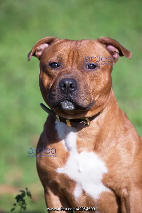 : Staffordshire Bull Terrier dog outdoors : Staffordshire Bull Terrier dog outdoors