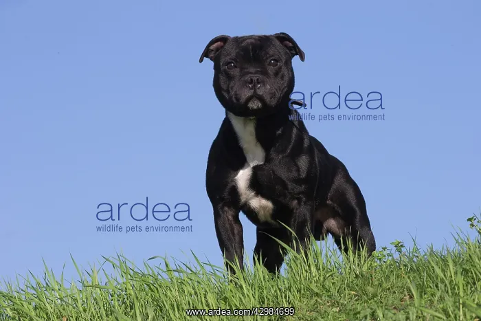 : Staffordshire Bull Terrier dog outdoors : Staffordshire Bull Terrier dog outdoors