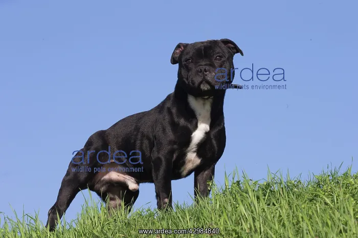 : Staffordshire Bull Terrier dog outdoors : Staffordshire Bull Terrier dog outdoors
