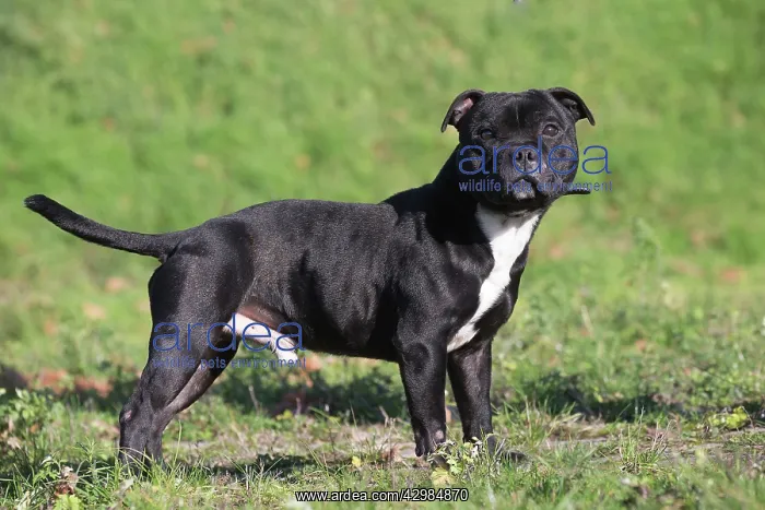 : Staffordshire Bull Terrier dog outdoors : Staffordshire Bull Terrier dog outdoors