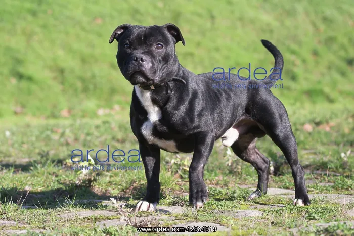 : Staffordshire Bull Terrier dog outdoors : Staffordshire Bull Terrier dog outdoors