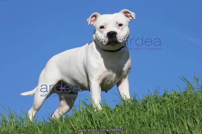 : Staffordshire Bull Terrier dog outdoors : Staffordshire Bull Terrier dog outdoors
