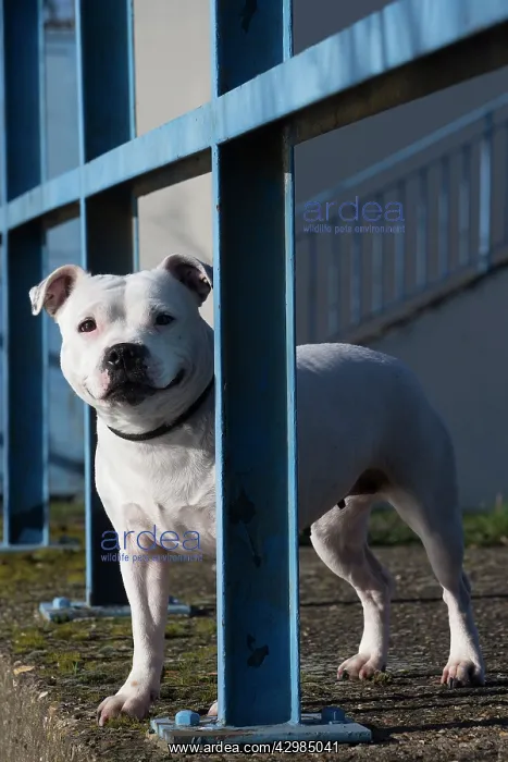 : Staffordshire Bull Terrier dog outdoors : Staffordshire Bull Terrier dog outdoors