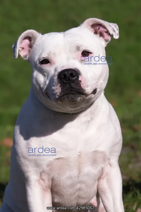 : Staffordshire Bull Terrier dog outdoors : Staffordshire Bull Terrier dog outdoors