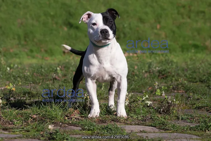 : Staffordshire Bull Terrier dog outdoors : Staffordshire Bull Terrier dog outdoors