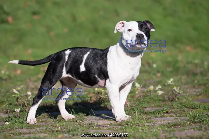 : Staffordshire Bull Terrier dog outdoors : Staffordshire Bull Terrier dog outdoors