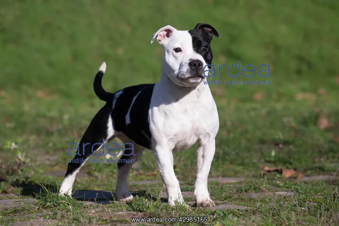 : Staffordshire Bull Terrier dog outdoors : Staffordshire Bull Terrier dog outdoors