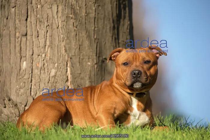 : Staffordshire Bull Terrier dog outdoors : Staffordshire Bull Terrier dog outdoors