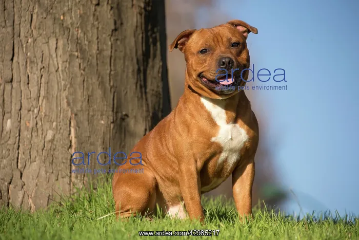 : Staffordshire Bull Terrier dog outdoors : Staffordshire Bull Terrier dog outdoors