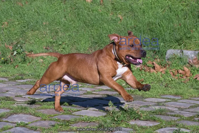 : Staffordshire Bull Terrier dog running outdoors : Staffordshire Bull Terrier dog running outdoors