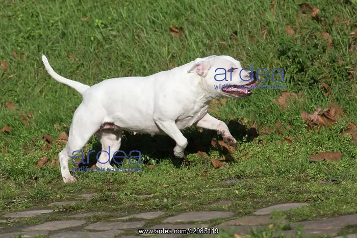 : Staffordshire Bull Terrier dog running outdoors : Staffordshire Bull Terrier dog running outdoors