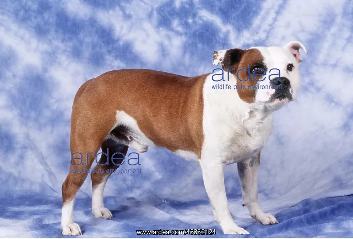 : Staffordshire Bull Terrier Dog - studio : Staffordshire Bull Terrier Dog - studio