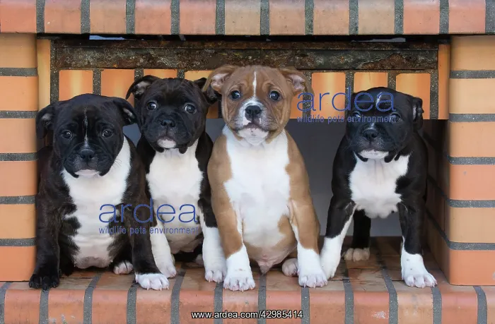 : Staffordshire Bull Terrier puppies outdoors : Staffordshire Bull Terrier puppies outdoors