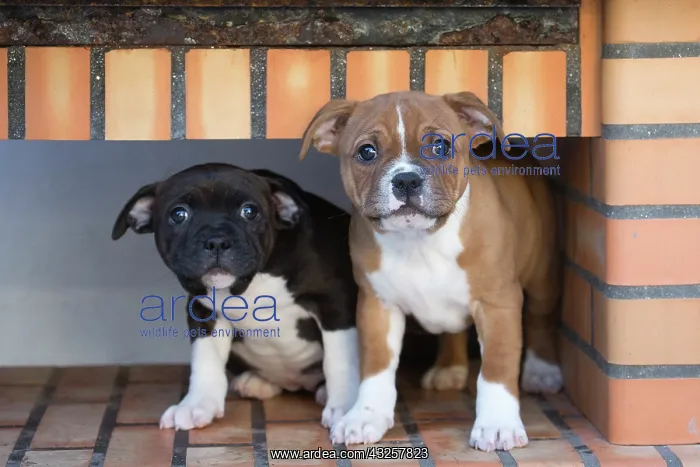 : Staffordshire Bull Terrier puppies outdoors : Staffordshire Bull Terrier puppies outdoors