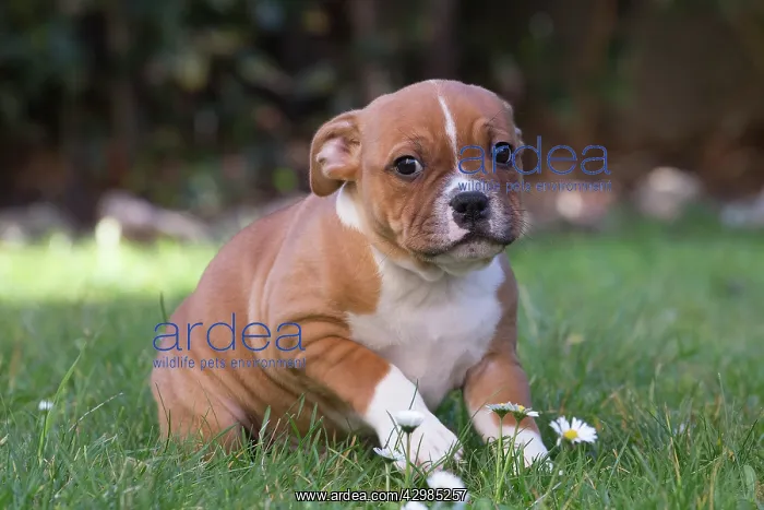 : Staffordshire Bull Terrier puppy outdoors : Staffordshire Bull Terrier puppy outdoors