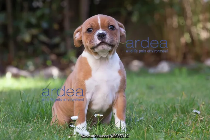 : Staffordshire Bull Terrier puppy outdoors : Staffordshire Bull Terrier puppy outdoors