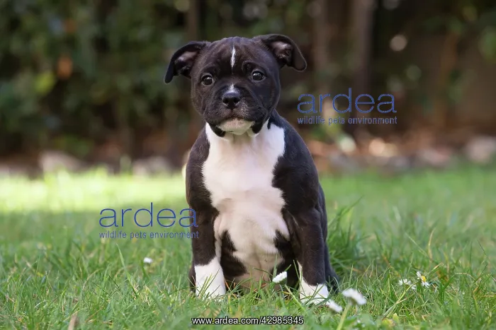 : Staffordshire Bull Terrier puppy outdoors : Staffordshire Bull Terrier puppy outdoors